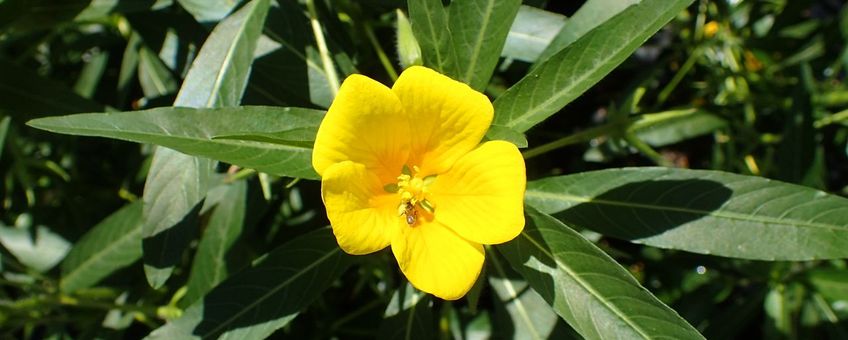 Ludwigia grandiflora