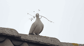 Turkse Tortel met nestmateriaal