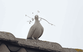 Turkse Tortel met nestmateriaal