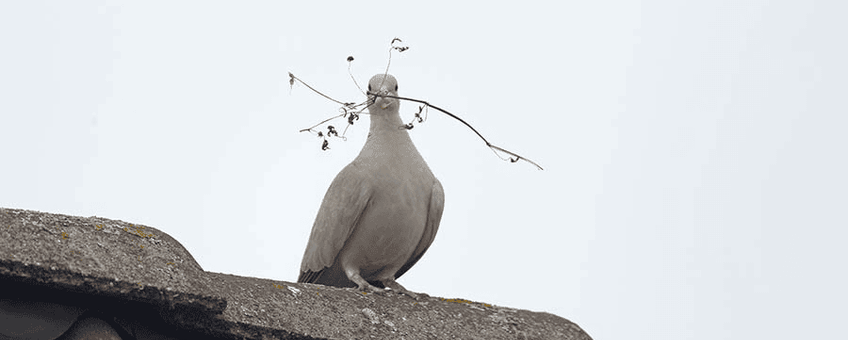 Turkse Tortel met nestmateriaal