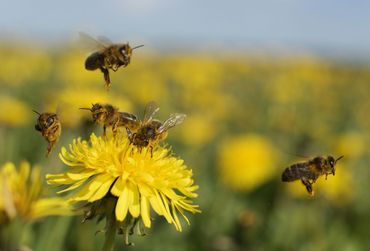 Honingbijen op een paardenbloem