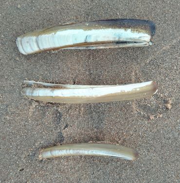 Drie zwaardschedes van het strand. Boven: Amerikaanse zwaardschede, de breedste; indien volgroeid circa 6x langer dan breed en 15 tot 18 centimeter lang. Midden: Grote zwaardschede - dit is een niet-volgroeid exemplaar; volgroeid worden ze tot 7x hoger dan breed en tot 19 centimeter lang. Onder: Kleine zwaardschede, 7 tot 8x langer dan breed, tot 13 centimeter lang