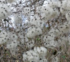 Clematis vitalba, Bosrank