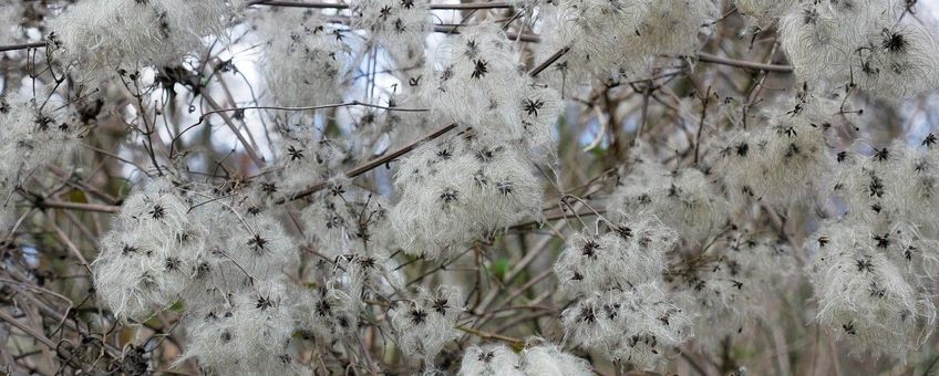 Clematis vitalba, Bosrank