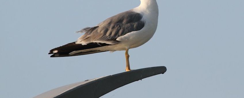 Volwassen Geelpootmeeuw - 22 juli 2014