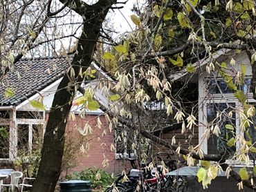Bijna bloeiende hazelaar op 1 december 2018 in Wageningen
