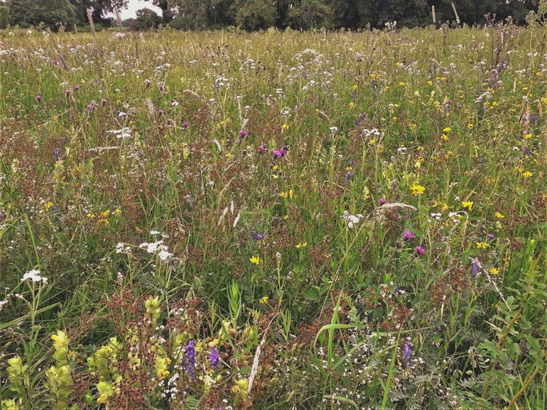 Na het natuurherstel zal zich meer bloemrijk beekdalgrasland ontwikkelen