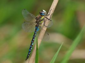 Aeshna mixta. Paardenbijter