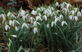 Galanthus nivalis. Sneeuwklokje