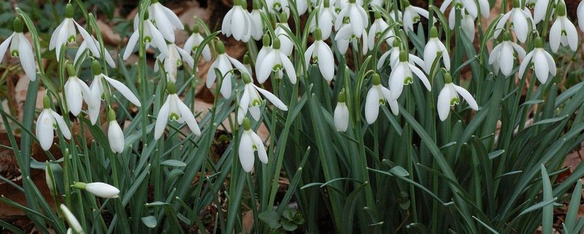 Galanthus nivalis. Sneeuwklokje