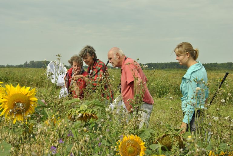 Vrijwilligers tellen de bestuivers in een vogelakker