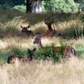 De Veluwe is een belangrijkste geluksplek