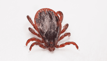 Vlekkenteek (Dermacentor reticulatus)