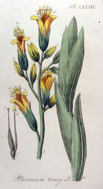 Nieuwzeelands vlas in het boek Vervolg ob de Avbeeldingen der artseny-gewassen met derzelver Nederduitsche en Latynsche beschryvingen, Eersde Deel, 1813