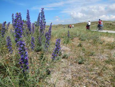 Tijdens Oerol zijn er erg veel mensen op Terschelling die behalve van de cultuur, ook genieten van natuur