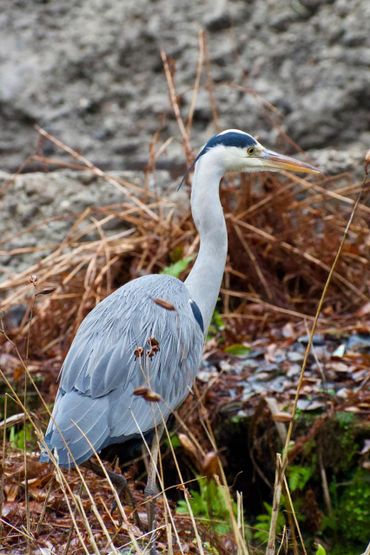 Blauwe reiger in Leidse Hortus