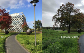 Arnold van Vliet, GrowApp.today Moseik 3 okt 2018 en 4 okt 2019