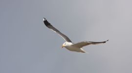 Kleine mantelmeeuw Larus fuscus (foto bijgesneden voor lead)
