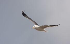 Kleine mantelmeeuw Larus fuscus (foto bijgesneden voor lead)