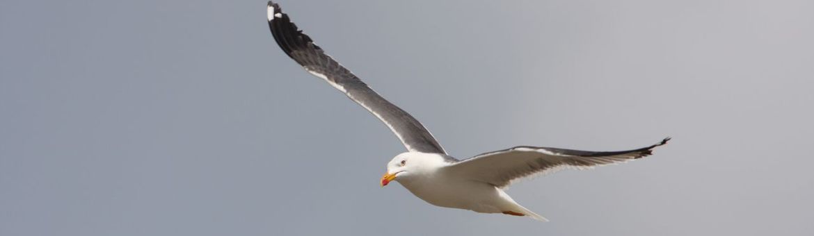 Kleine mantelmeeuw Larus fuscus (foto bijgesneden voor lead)