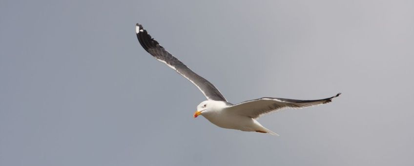 Kleine mantelmeeuw Larus fuscus (foto bijgesneden voor lead)