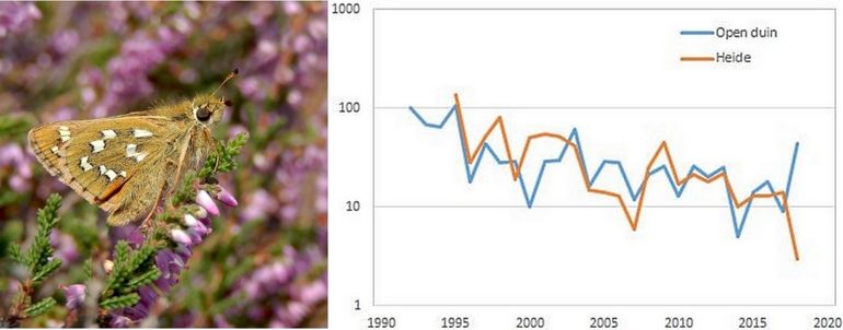 Trend kommavlinder in de duinen en de binnenlandse heideterreinen