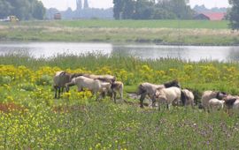 Palmerswaard Rijnoever paarden