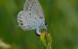 Eiafleggend Staartblauwtje