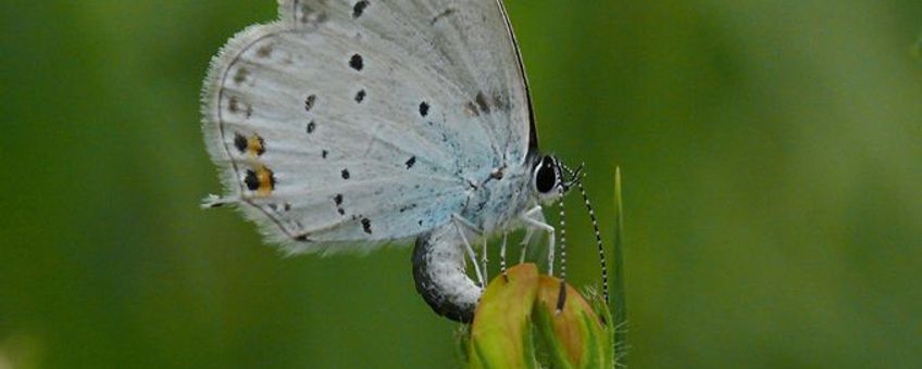 Eiafleggend Staartblauwtje