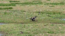 Een achtergebleven Brandgans met vogelgriepverschijnselen op 14 april 2025 bij Durgerdam