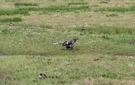 Roy Slaterus Een achtergebleven Brandgans met vogelgriepverschijnselen op 14 april 2025 bij Durgerdam