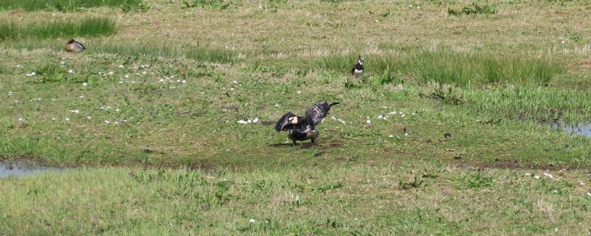 Een achtergebleven Brandgans met vogelgriepverschijnselen op 14 april 2025 bij Durgerdam