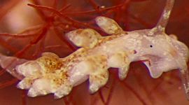 Witgestippelde knotsslak