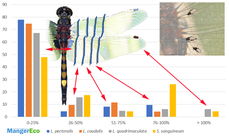 Relatieve afstand van bijtmuggen vanaf de vleugelbasis tot de vleugeltip die op vier libellensoorten werden waargenomen