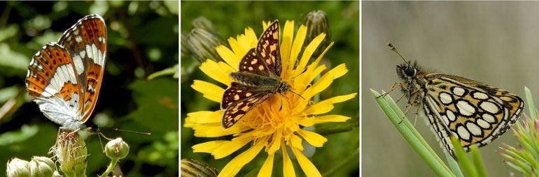 Drie bedreigde vlindersoorten die profiteren van het werk van de vutters: v.l.n.r. kleine ijsvogelvlinder, bont dikkopje & spiegeldikkopje