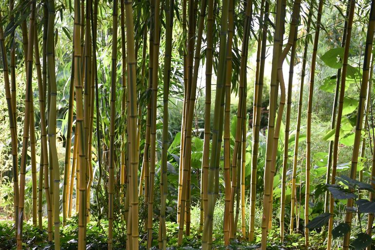 Phyllostachys aureosulcata ‘Spectabilis’