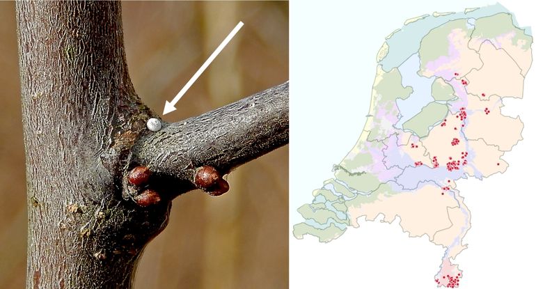 Het eitje van een sleedoornpage en een kaartje met de verspreiding vanaf 2018