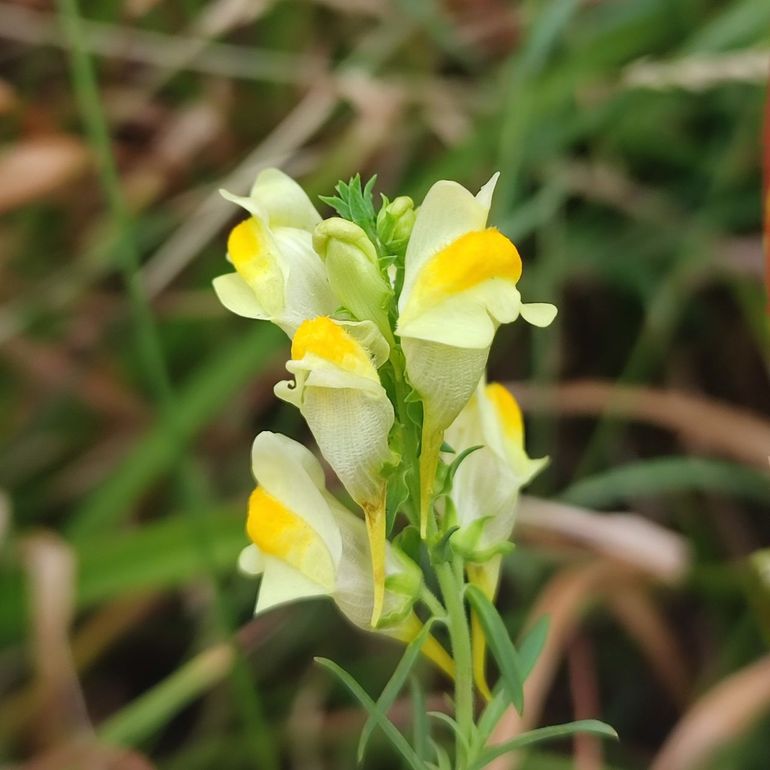 Vlasbekje heeft onderaan de bloem een lange spoor, waarin de nectar zit