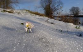 Madeliefje in de sneeuw