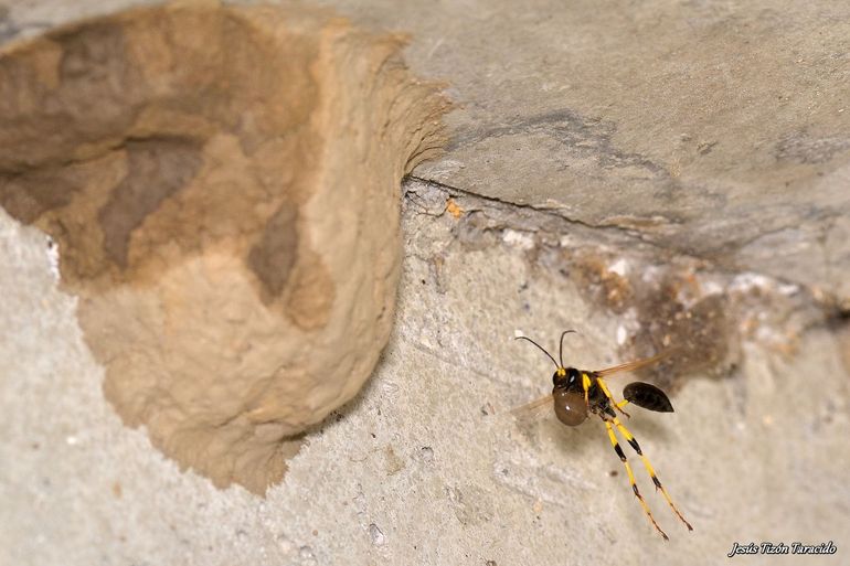 Vrouwtje geelsteelzwaluwwesp draagt modder naar het nest