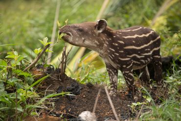 Babytapir (niet de tapir uit het bericht)