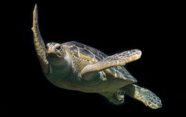 Green sea turtle, zeeschildpad