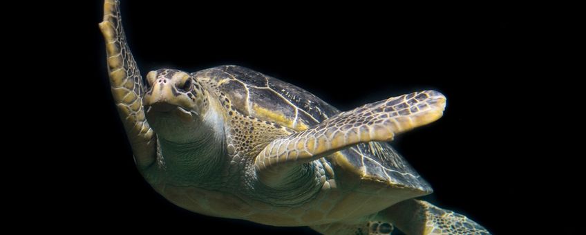 Green sea turtle, zeeschildpad