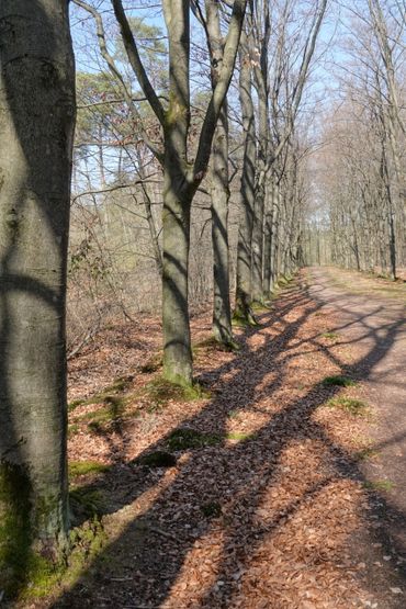 Duivelshofbosweg, de berm in Overijssel met de hoogste waarde voor paddenstoelen