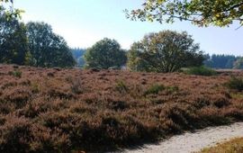 Wout van der Slikke Droge heide