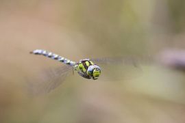 Aeshna cyanea. Blauwe glazenmakers zijn verwarrend genoeg groen-blauw