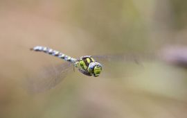 Aeshna cyanea. Blauwe glazenmakers zijn verwarrend genoeg groen-blauw