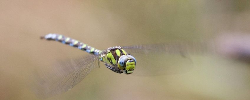 Aeshna cyanea. Blauwe glazenmakers zijn verwarrend genoeg groen-blauw