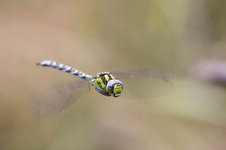 Blauwe glazenmakers zijn verwarrend genoeg groen-blauw