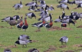 vijf roodhalsganzen in een groep brandganzen in de Waaluiterwaarden bij Tiel